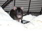 rat58's Avatar