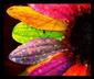 mrsbuttercup's Avatar