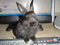 Meebs's Avatar