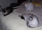 kitcatz's Avatar