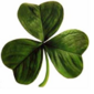 scotsbhoy's Avatar
