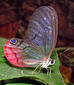 freebutterflyfree's Avatar
