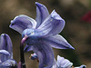bluebutterfly's Avatar