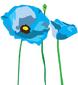 Blue Poppy's Avatar