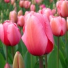 tulips30's Avatar