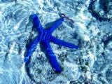 starfishblue's Avatar