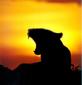 Lioness*'s Avatar