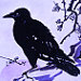 Corvid's Avatar