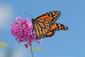 monarch_butterfly's Avatar