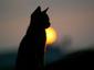 MysteryCat's Avatar