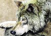 highlandwolf's Avatar