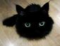 AnxiousKitty's Avatar
