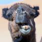 Hopeful Camel's Avatar