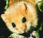 .Doormouse's Avatar