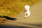 smallwhitedog's Avatar