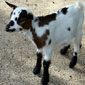 Goatgrl's Avatar