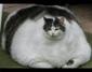 SadFatCat's Avatar