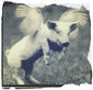 bipolarbearinthere's Avatar