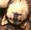 ThunderKatt's Avatar