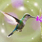 Avian's Avatar