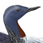 Jayne Marple's Avatar