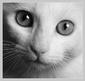 Kitty_Kat's Avatar