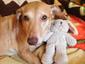 Dog trot's Avatar