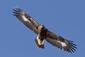 Silver Eagle's Avatar