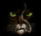 Psychonerv's Avatar
