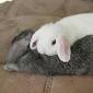 Booplesnoot's Avatar