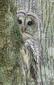 OwlBeBack1990's Avatar