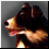 SchopenhauersCat's Avatar