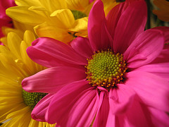gardenlady2357's Avatar