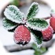 Winter Berry's Avatar