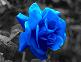 blue_roses's Avatar