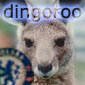 Dingoroo's Avatar
