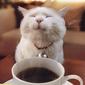 CoffeeAndCats's Avatar