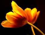 tuliptorn's Avatar