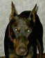 KingRedDoberman's Avatar