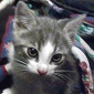 eliralena's Avatar