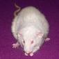 Crazyratlady's Avatar
