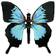 Judith22's Avatar